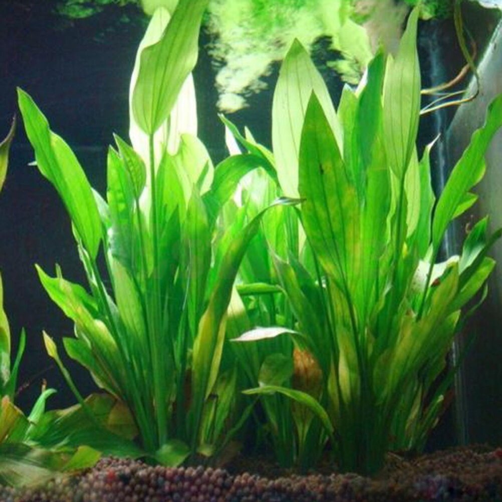 Live Plant Aquarium - 인공 수족관 장식 식물, 물 잡초