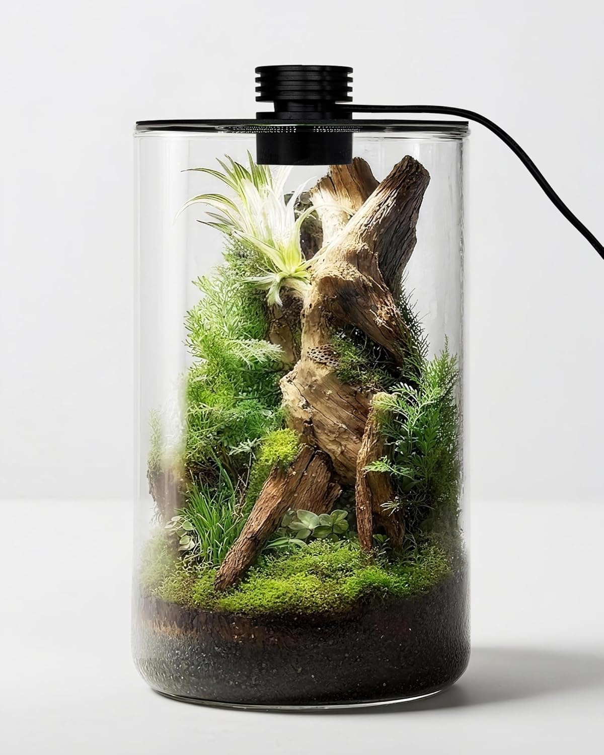 Planted Tank - 실내 유리 테라리움(조명 포함), 9.8인치 높이