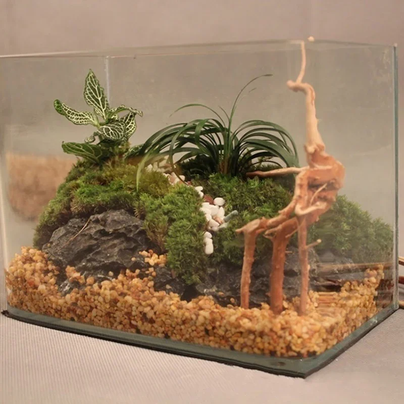 천연 나무 줄기 유목 수족관 어항, 파충류 실린더 뿌리 - Live Plant Aquarium 리뷰 및 가격
