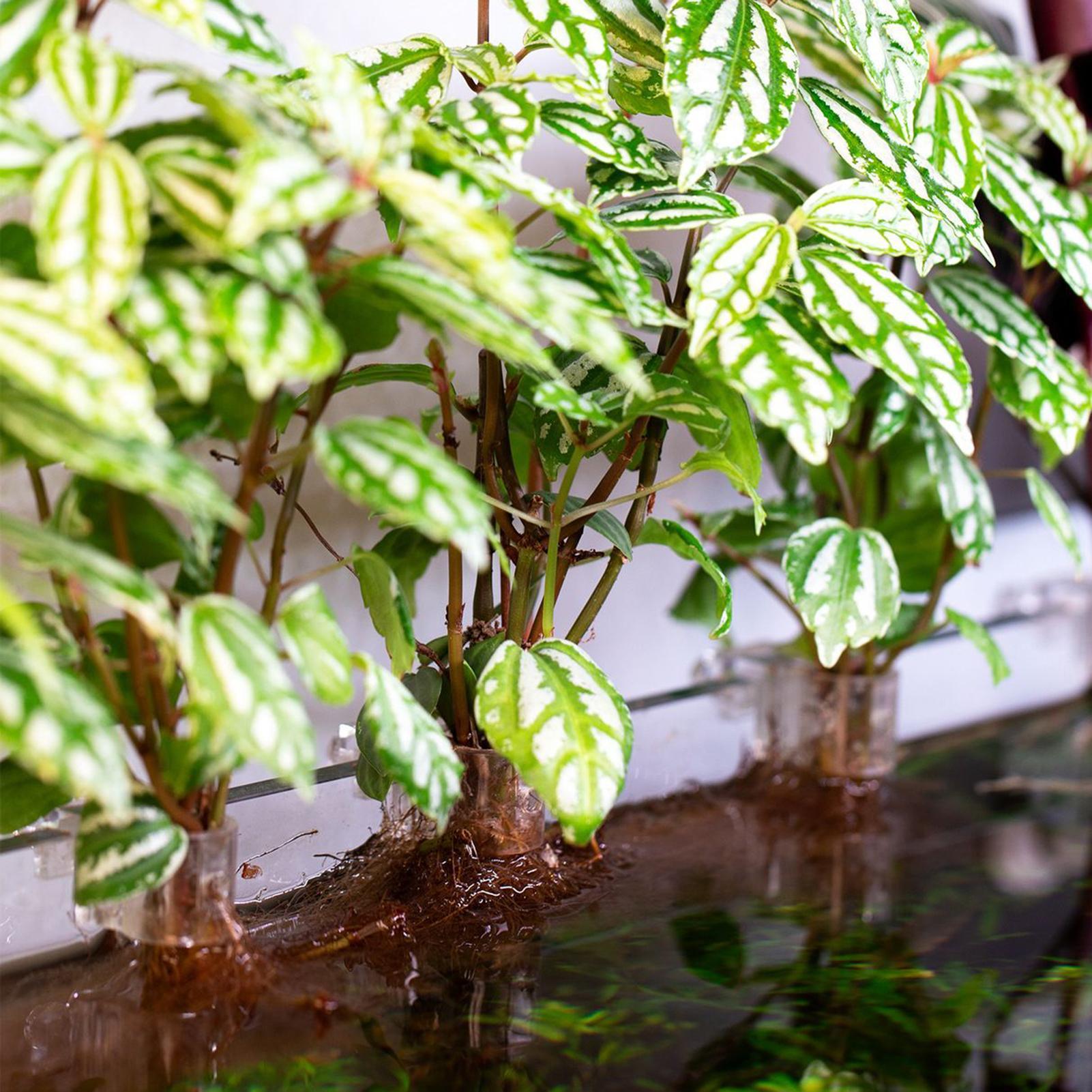 6pcs 수족관 식물 홀더 투명 식물 재배 브래킷 물고 - Aquarium Plants Live 리뷰 및 가격