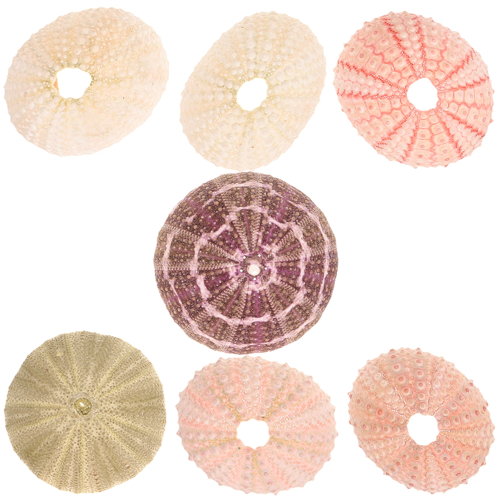 7개 세트의 해삼 껍데기 모양 장식용 화분 받침대, 다 - Aquarium Plant Holder 리뷰 및 가격
