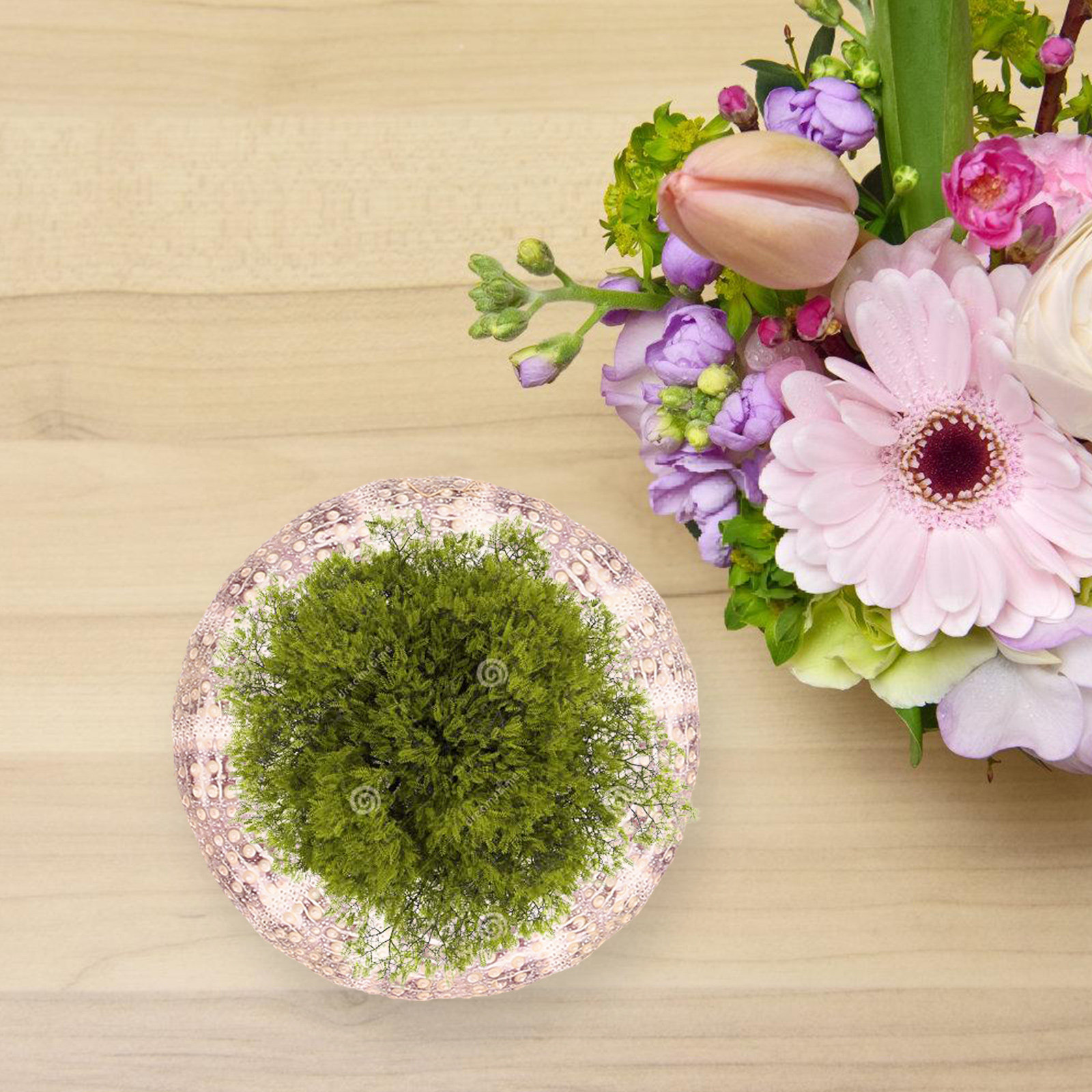 7개 세트의 해삼 껍데기 모양 장식용 화분 받침대, 다 - Aquarium Plant Holder 리뷰 및 가격