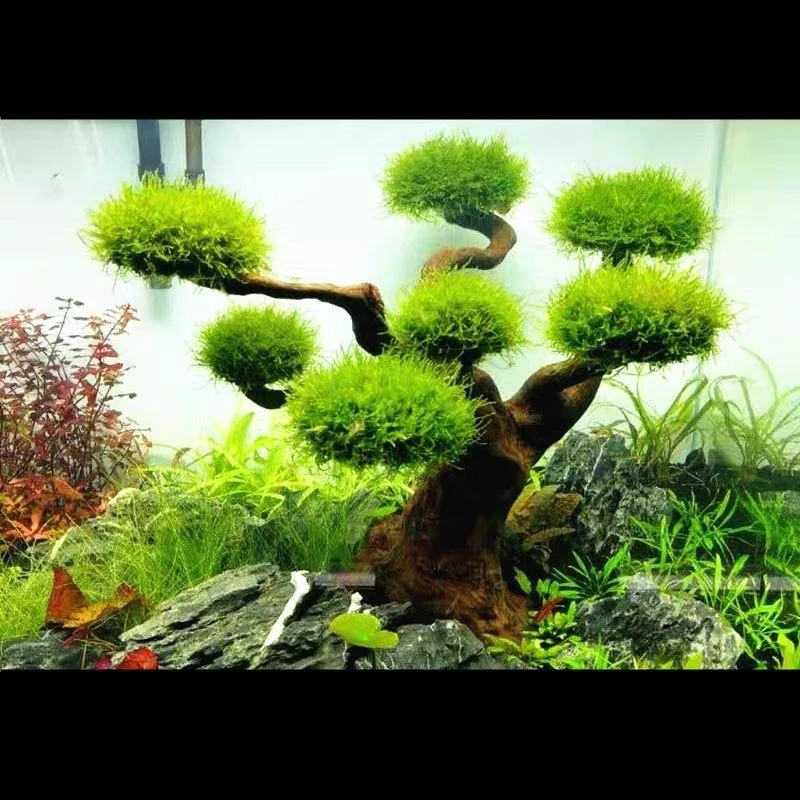 수족관 유목 조경 장식, 어항 목재 DIY 장식, DI - Aquarium Driftwood 리뷰 및 가격