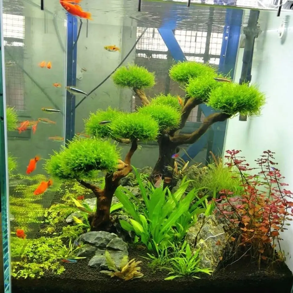 수족관 유목 조경 장식, 어항 목재 DIY 장식, DI - Aquarium Driftwood 리뷰 및 가격