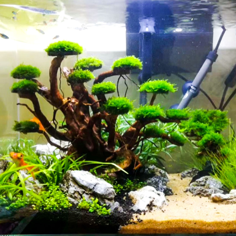 수족관 조경용 이끼나무 뼈대 마감된 유목 삼나무 뿌리  - Aquarium Driftwood 리뷰 및 가격