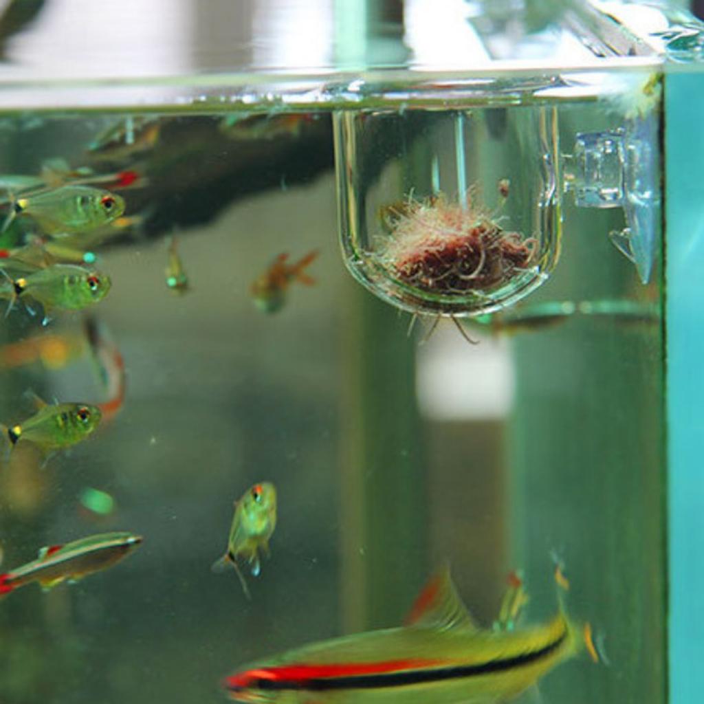 강력한 흡착판이 부착된 유리 재질의 어항용 사육통으로, - Live Plant Aquarium 리뷰 및 가격