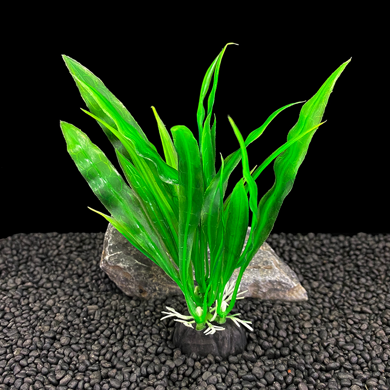 6개들이 포장, 수족관 식물, 가정 및 사무실용 수족관 - Live Plant Aquarium 리뷰 및 가격